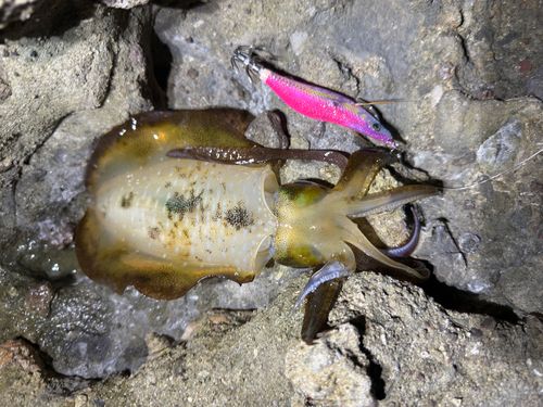 アオリイカの釣果