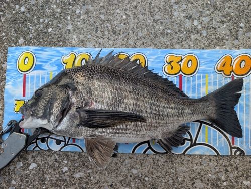 クロダイの釣果