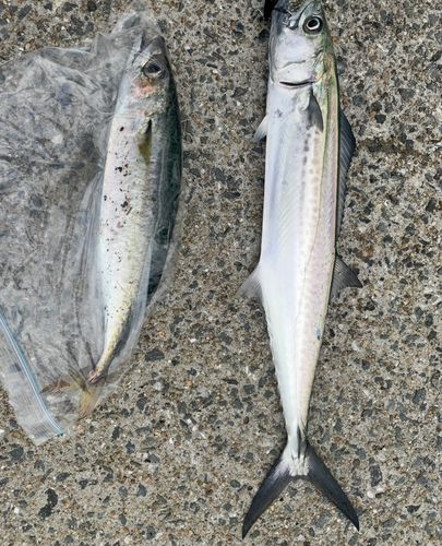 サゴシの釣果