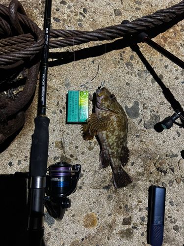 カサゴの釣果