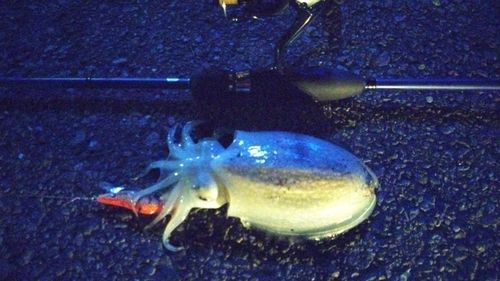 コウイカの釣果