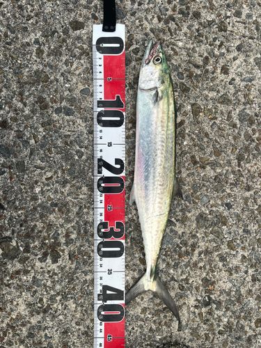 サゴシの釣果