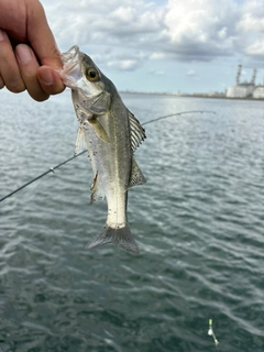 セイゴ（マルスズキ）の釣果