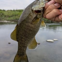 スモールマウスバス