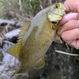 スモールマウスバス