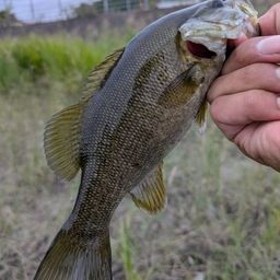 スモールマウスバス