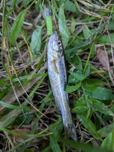 アブラハヤの釣果
