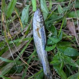 アブラハヤ