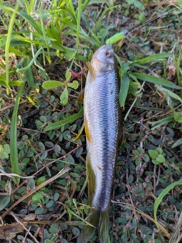 カワムツの釣果