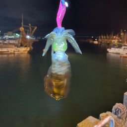 アオリイカ