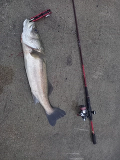 スズキの釣果