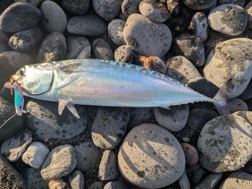 ソウダガツオの釣果