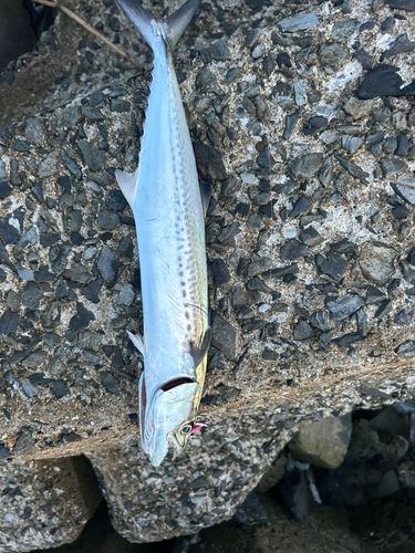 サゴシの釣果