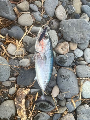 メジマグロの釣果