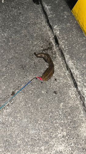 稲取漁港