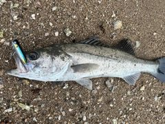 フッコ（マルスズキ）の釣果