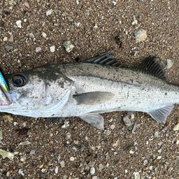 フッコ（マルスズキ）