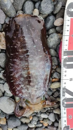 アオリイカの釣果