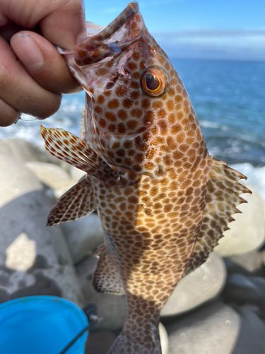 オオモンハタの釣果