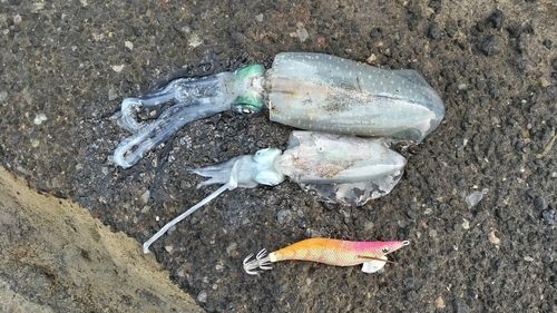 アオリイカの釣果