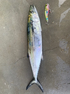 サゴシの釣果