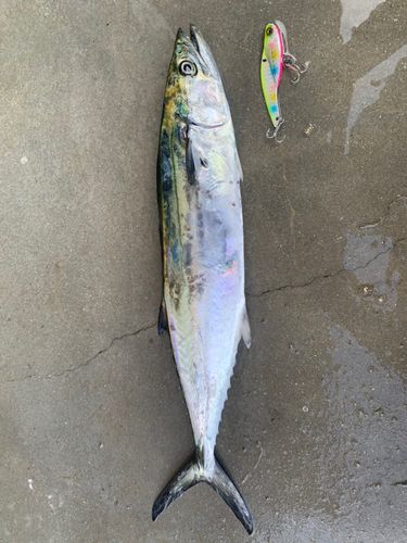 サゴシの釣果