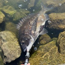 クロダイ