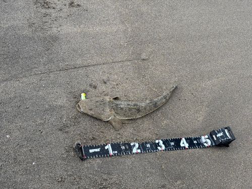 マゴチの釣果