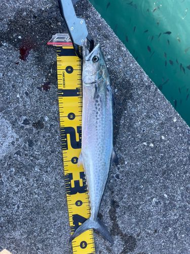 サゴシの釣果