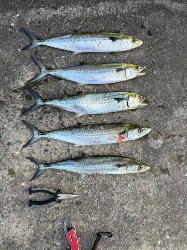 サゴシの釣果