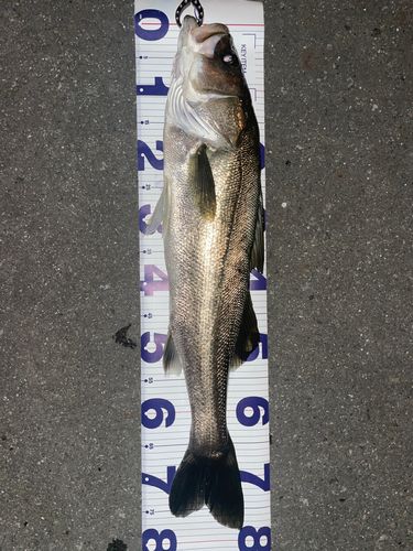 マルスズキの釣果