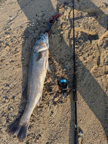 スズキの釣果