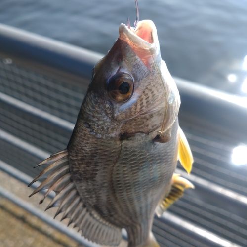 キビレの釣果