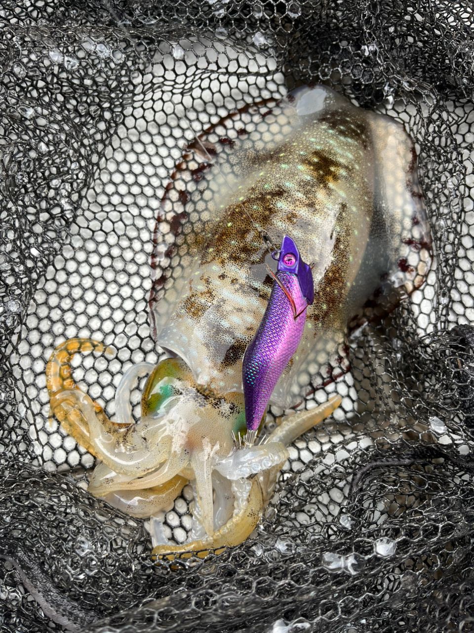 遊漁船 足立丸さんの釣果 1枚目の画像