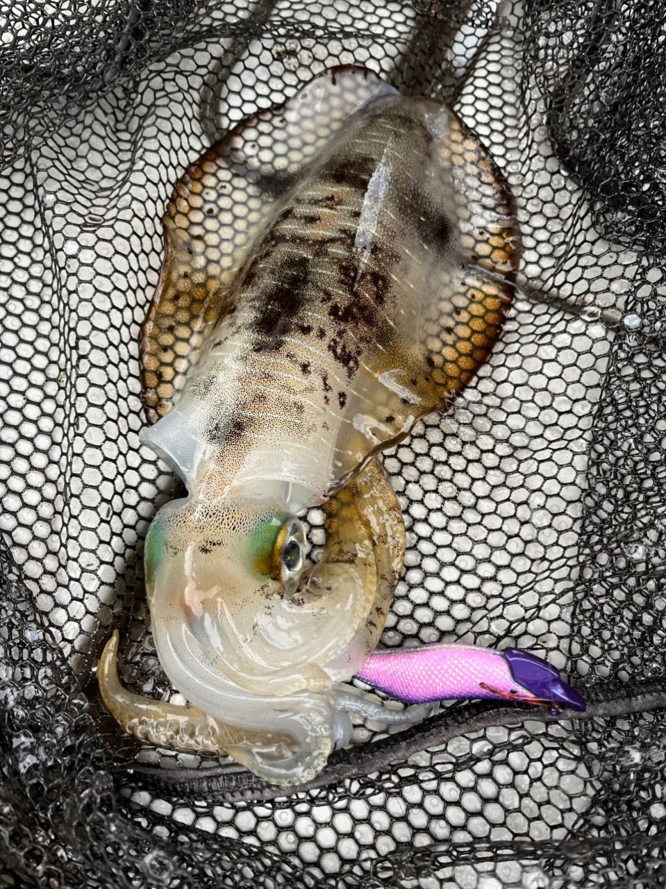 遊漁船 足立丸さんの釣果 2枚目の画像