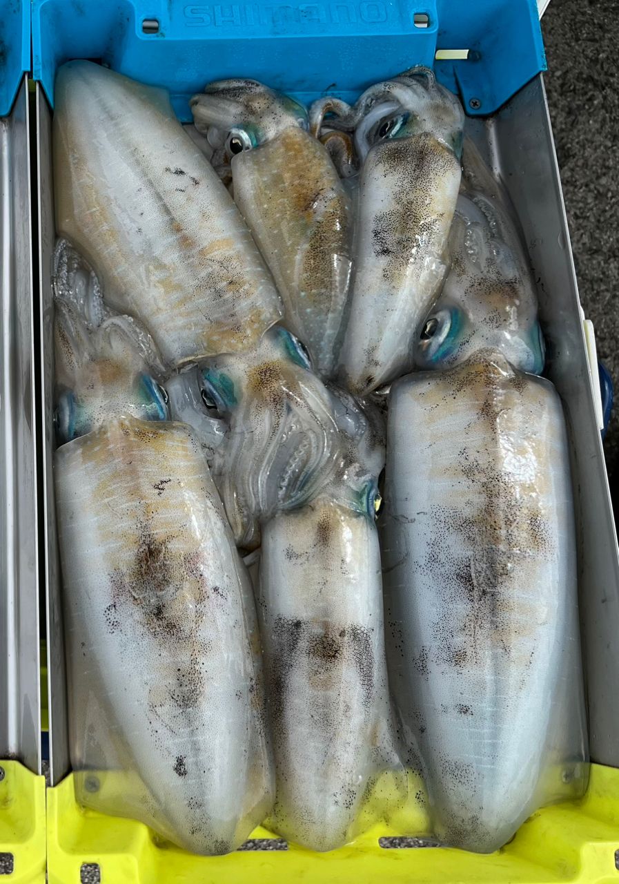 遊漁船 足立丸さんの釣果 3枚目の画像