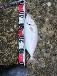 カンパチの釣果