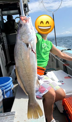 オオニベの釣果