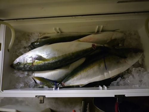 ワラサの釣果