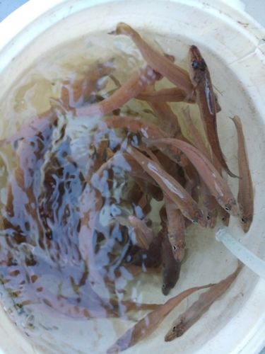 シロギスの釣果
