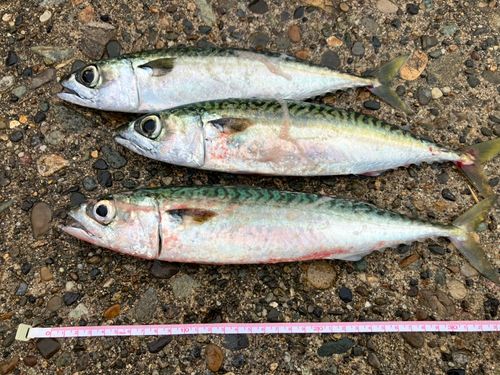 サバの釣果