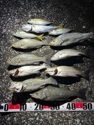 津久見湾