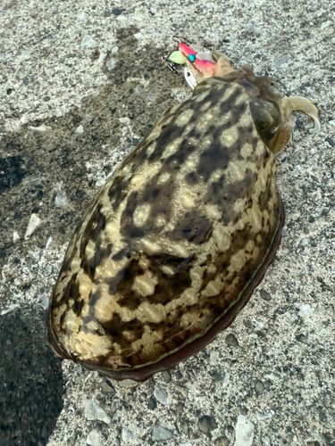 コウイカの釣果
