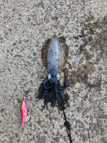 モンゴウイカの釣果