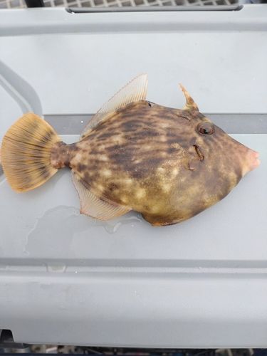 カワハギの釣果
