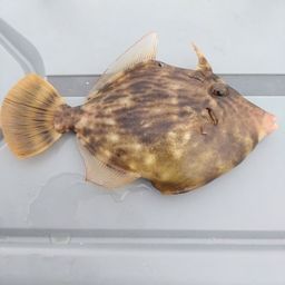 カワハギ