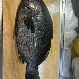 クチブトグレ