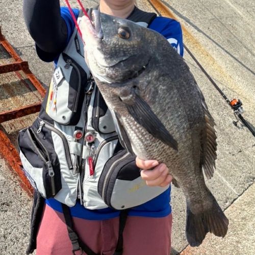 チヌの釣果