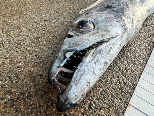 日立沖