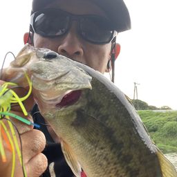 ブラックバス